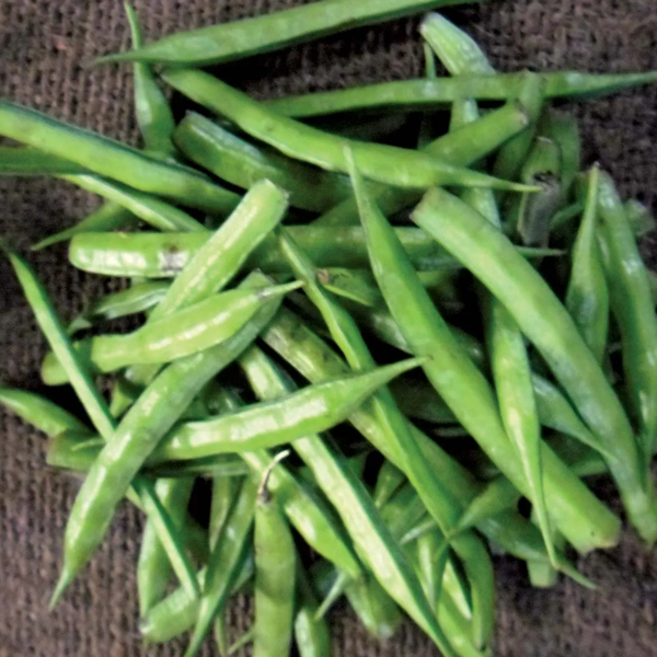 Legume