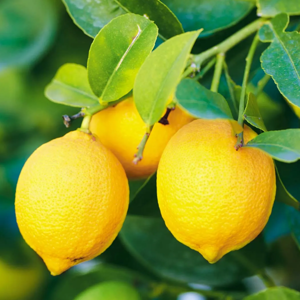 Lemon