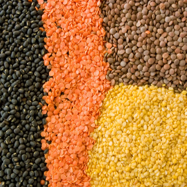 Lentil