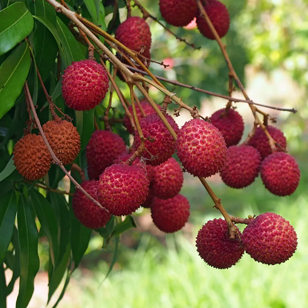 Lychee