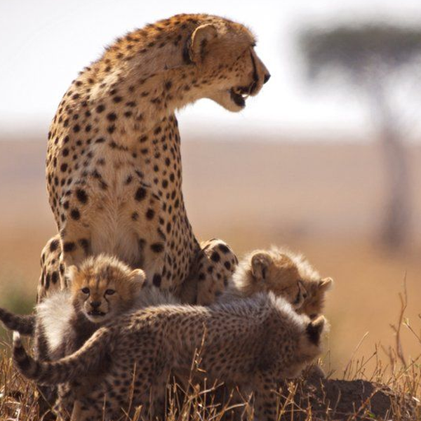 Maasai Mara