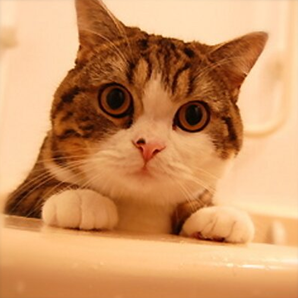 Maru (cat)