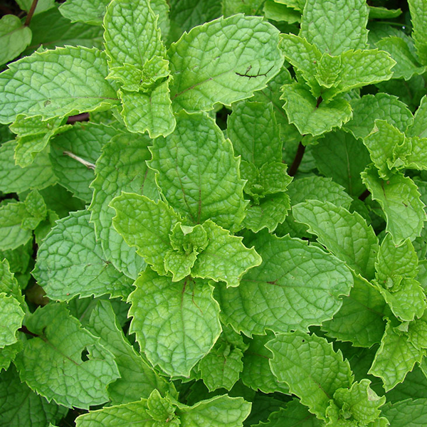 Mentha