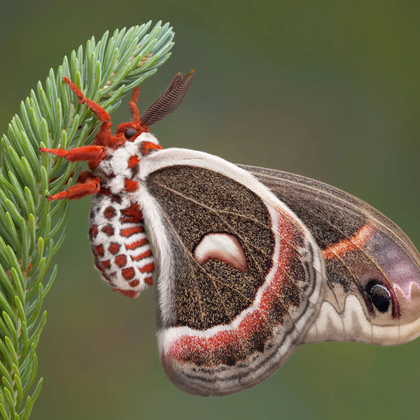Moth logo