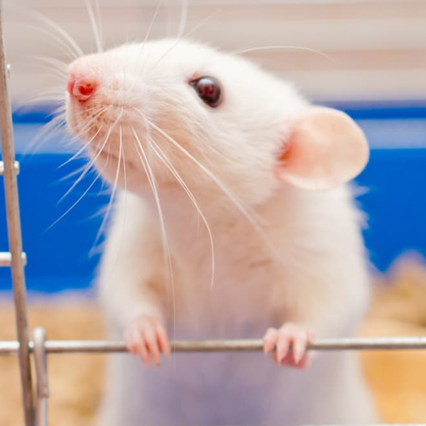 Mouse logo