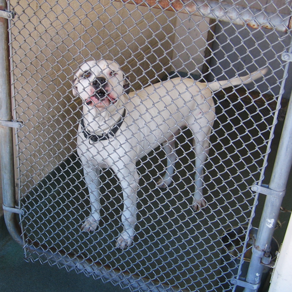No-kill shelter logo