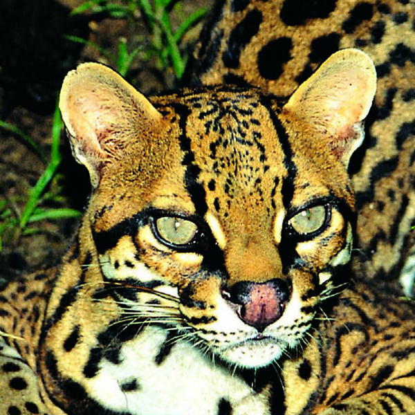 Ocelot logo