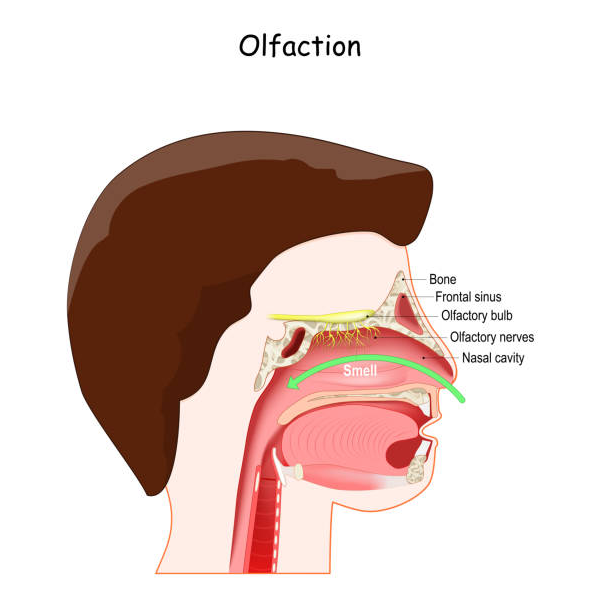 Olfaction logo