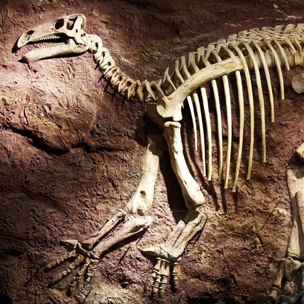 Paleontology logo