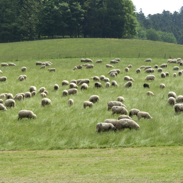 Pasture logo