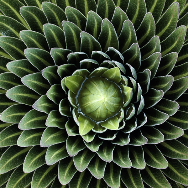 Patterns in nature logo