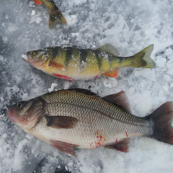 Perch logo