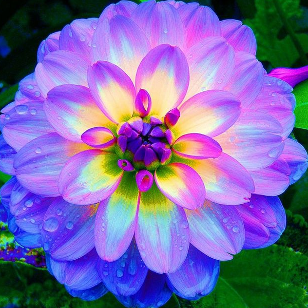 Pretty flowers logo