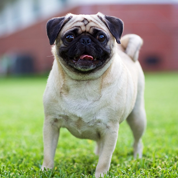 Pugs logo