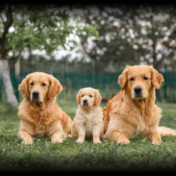 Purebred logo