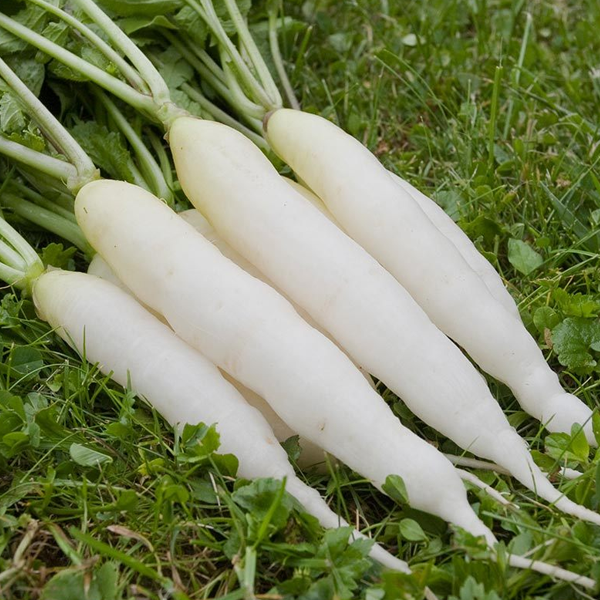 Radish