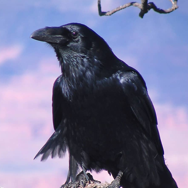 Raven logo