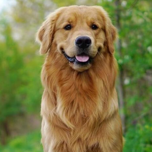 Retriever logo