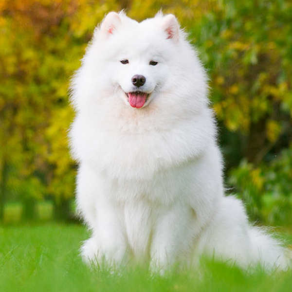 Samoyed (dog)