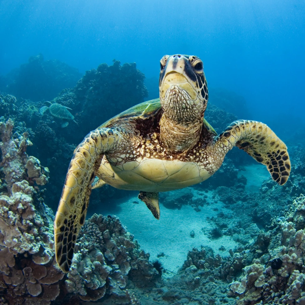 Sea turtle logo