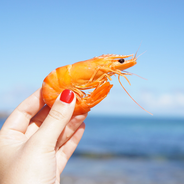 Shrimp
