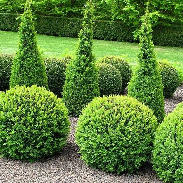Shrub