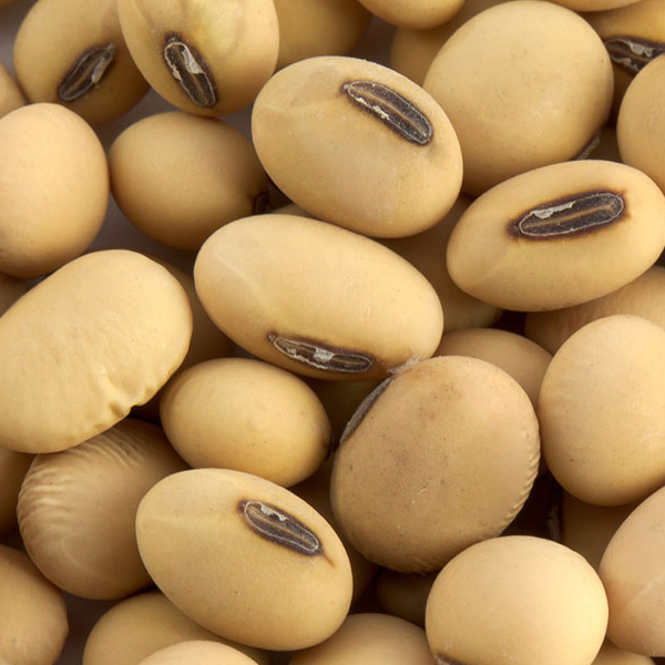 Soybean