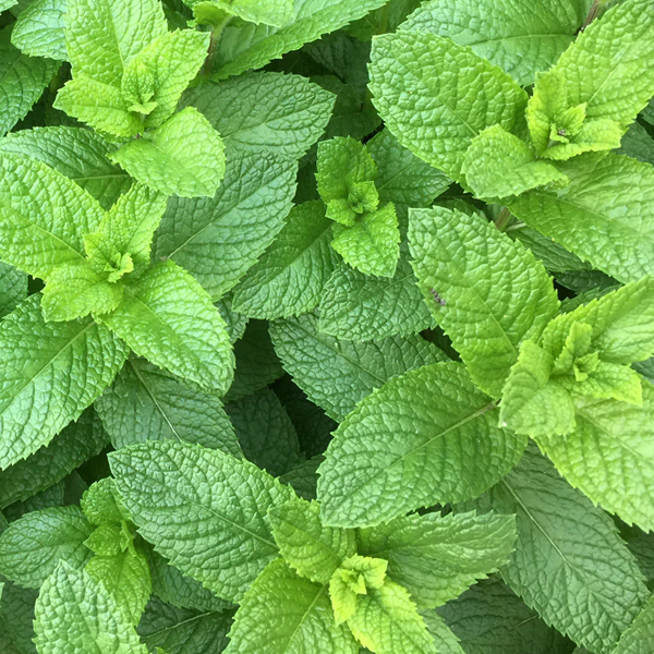 Spearmint