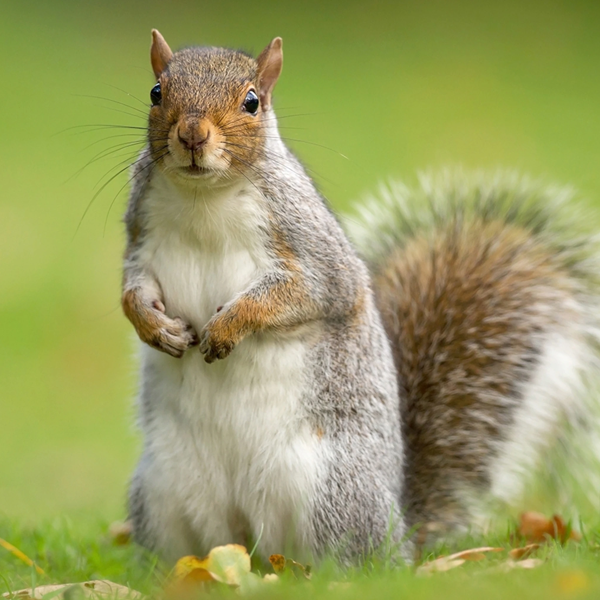Squirrel logo