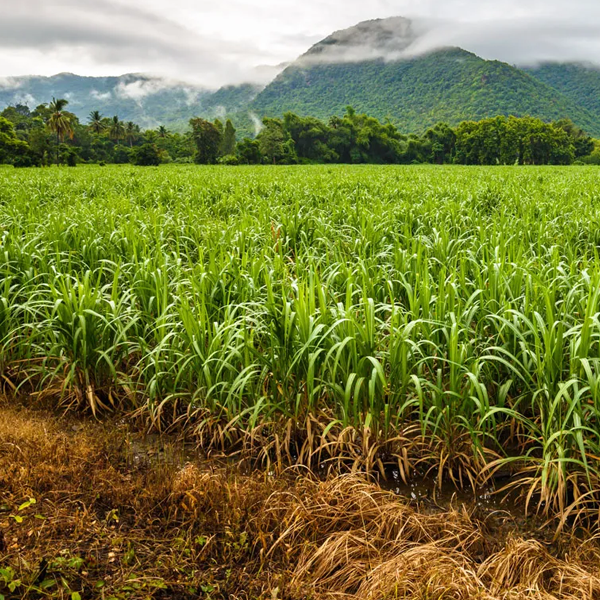 Sugarcane