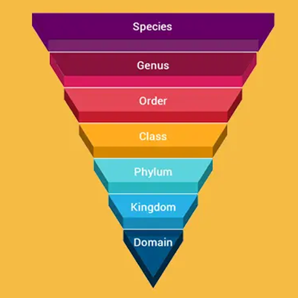 Taxonomy (biology) logo
