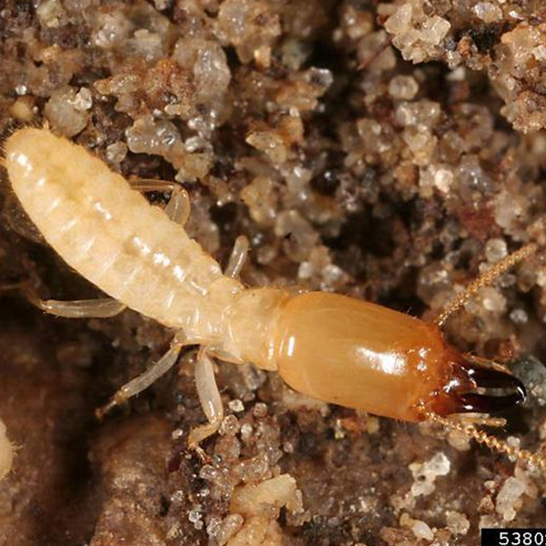 Termite logo