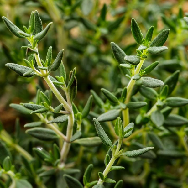 Thyme