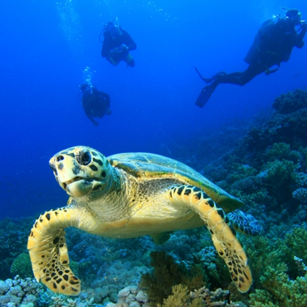 Tortuga (Haiti)