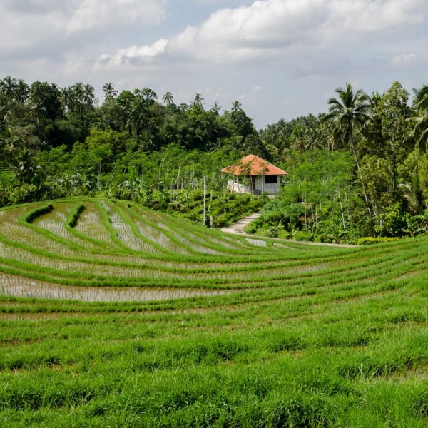 Tropical agriculture logo