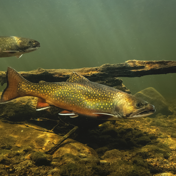 Trout logo