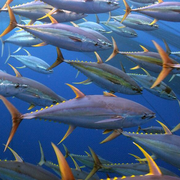Tuna