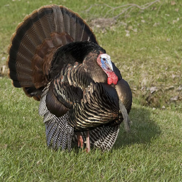 Turkey (bird) logo