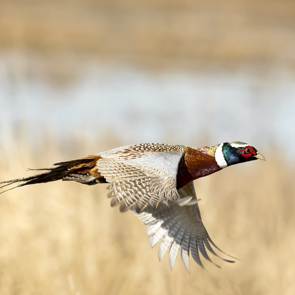 Upland game bird logo