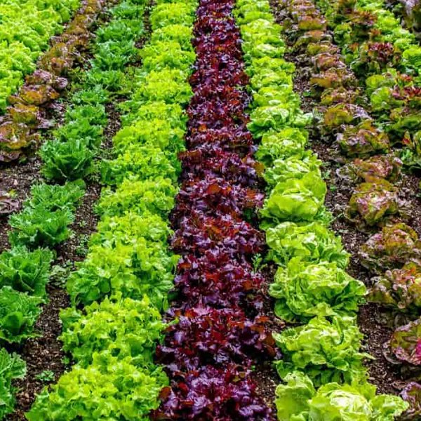 Vegetable farming logo