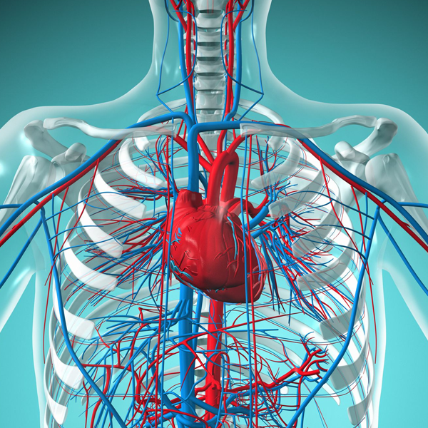 Vein logo
