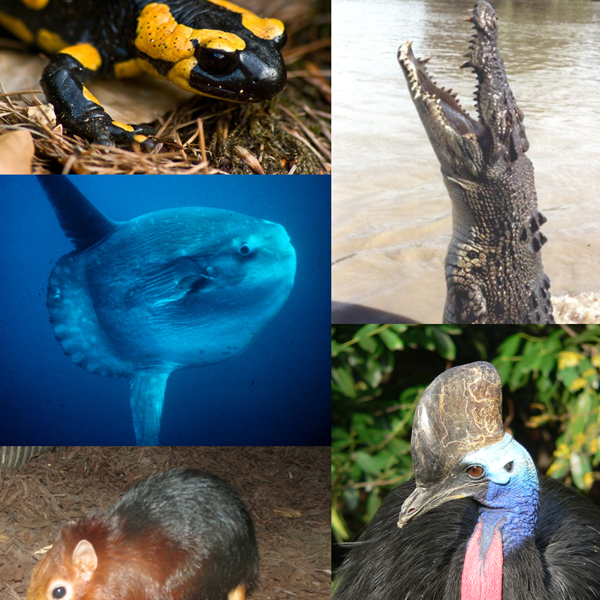 Vertebrate