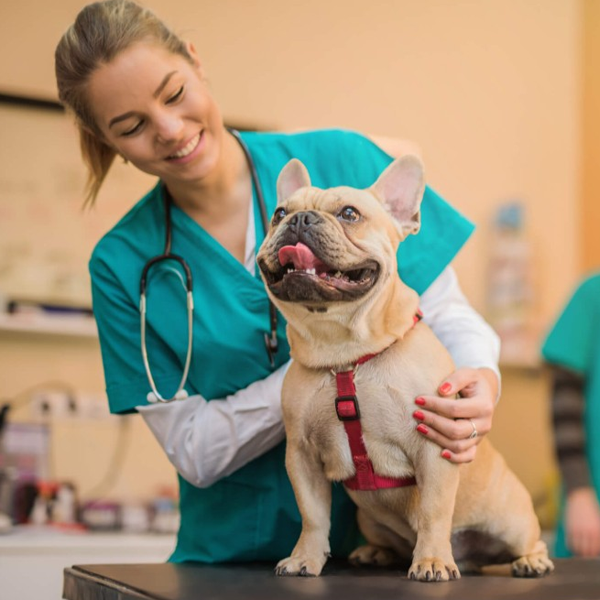 veterinaria