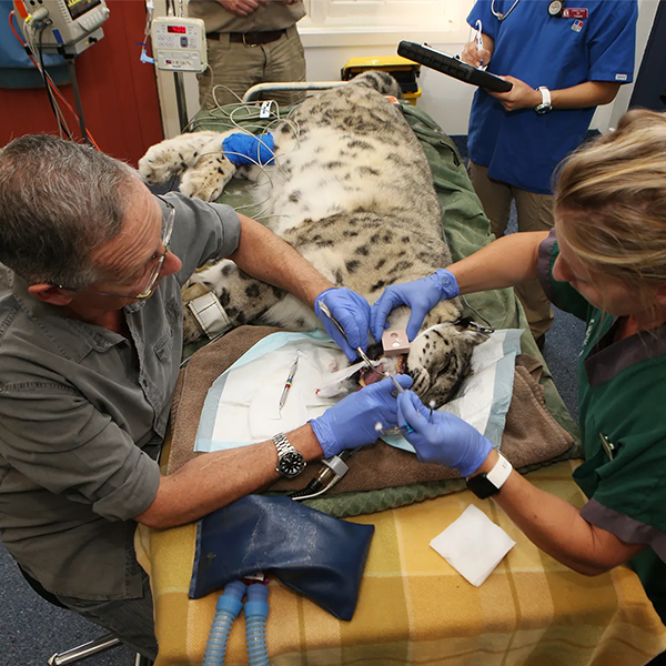 Veterinary physician