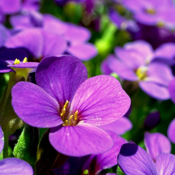 Violet (color) logo