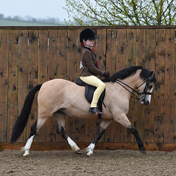 Welsh Pony and Cob logo