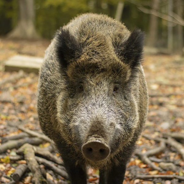 Wild boar logo