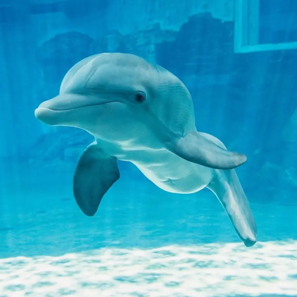 winter dolphin logo