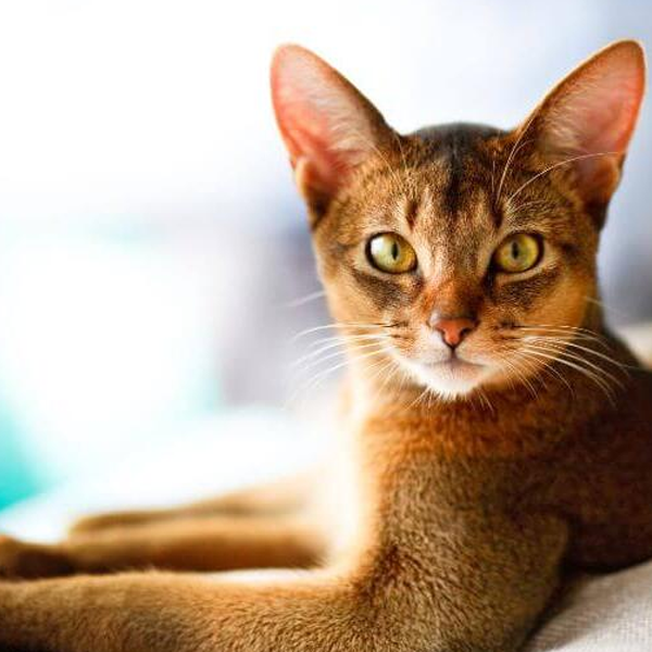 Abyssinian cat logo
