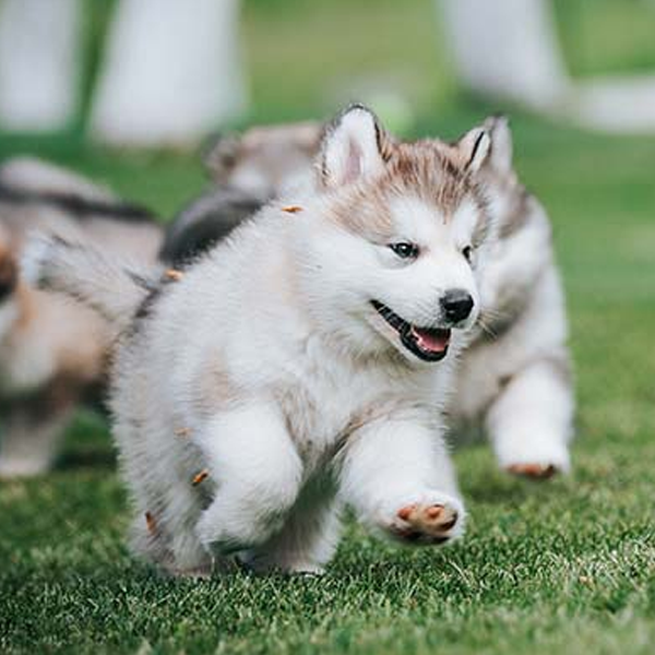 Alaskan Malamute